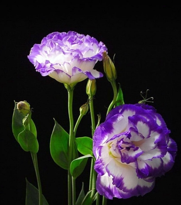 Lisianthus